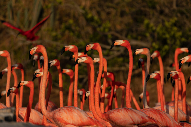 Book Necker Island, Your Own Private Paradise: Exclusive Access to Necker Island