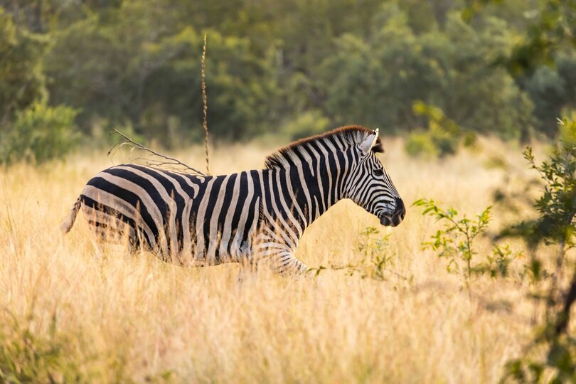 Ulusaba_Cliff 1030