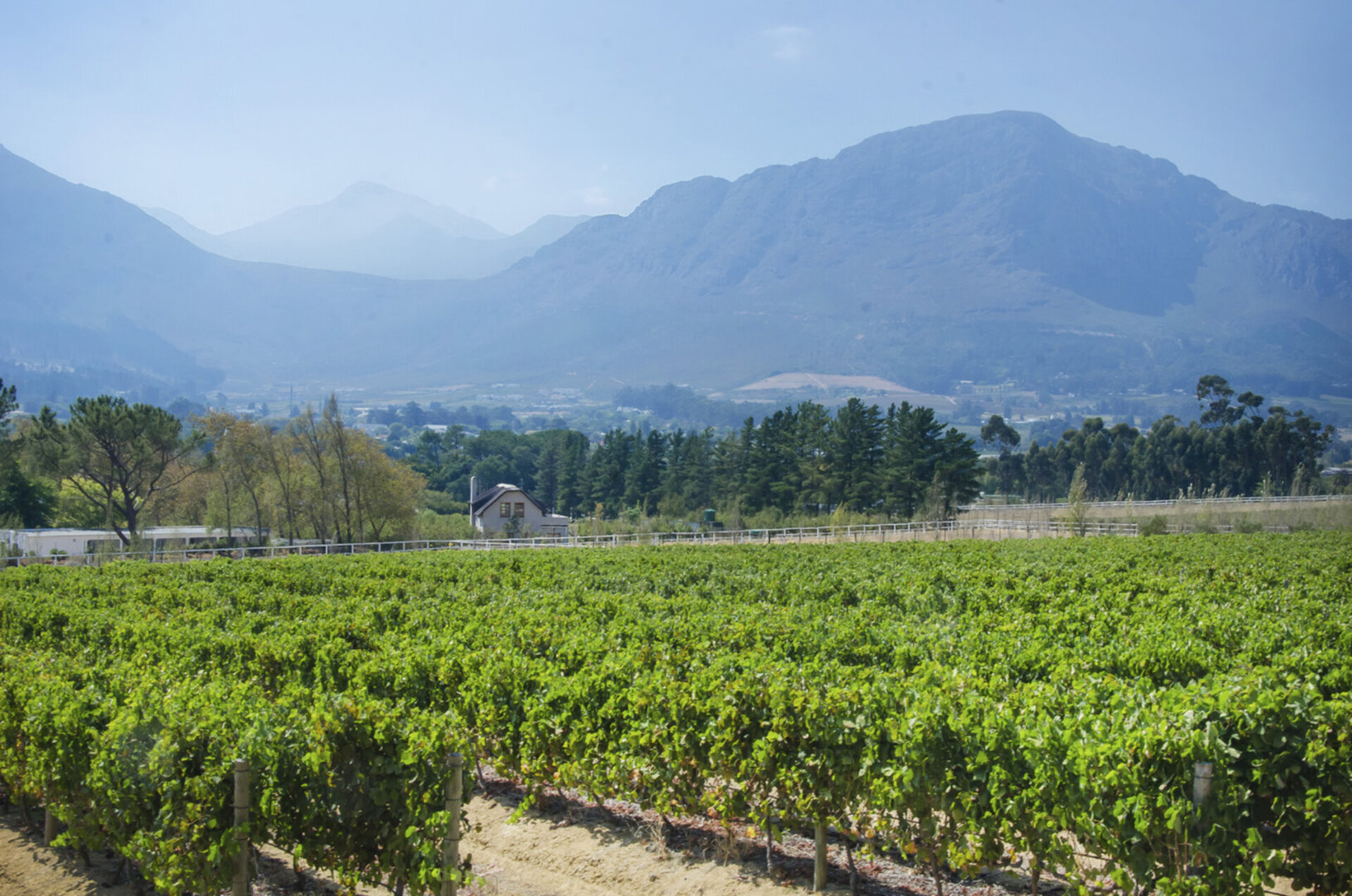 Cap Classique Vineyard Pool Suites with Private Pool 1043