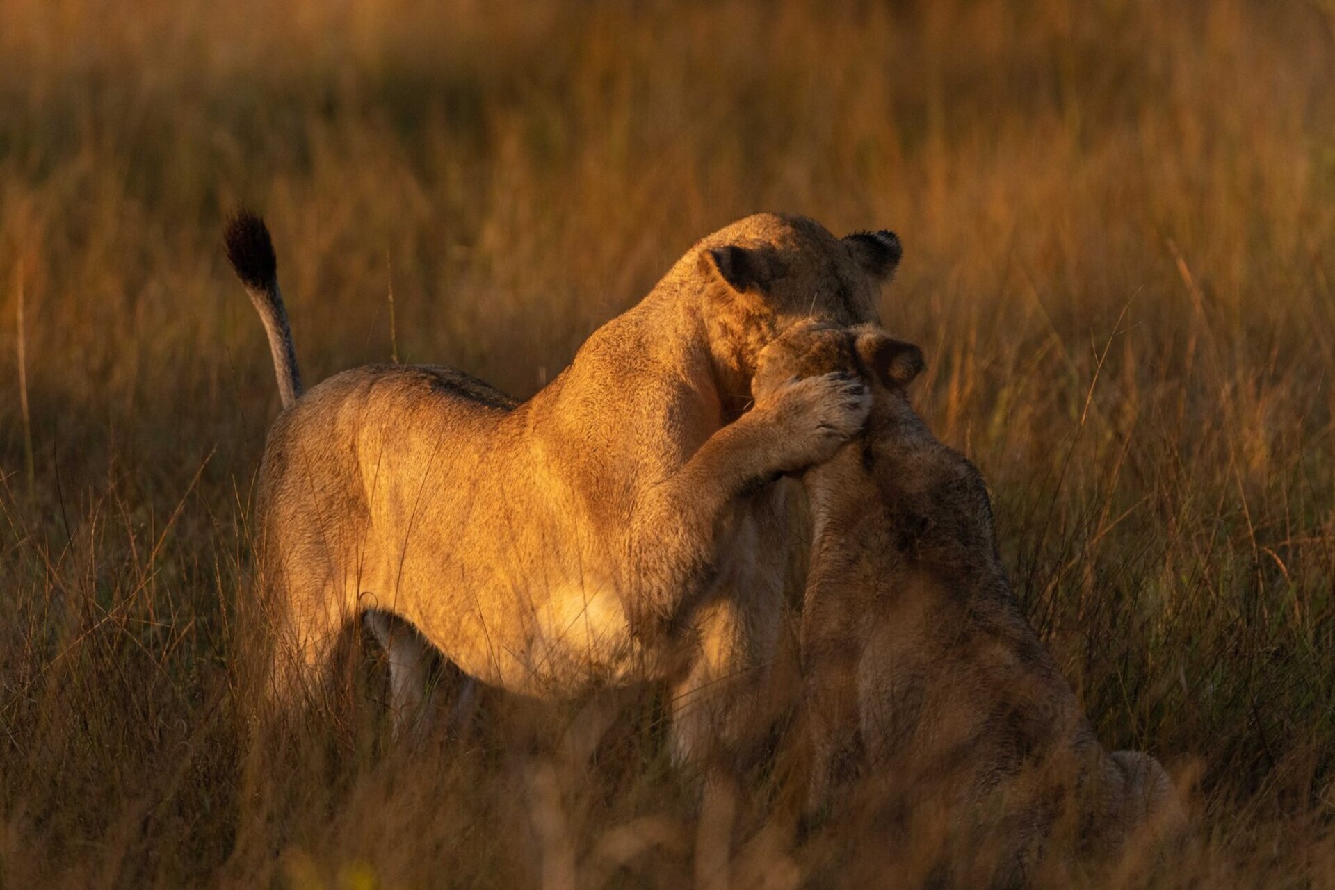 Master Suite with Infinity Pool, Rock Cliff 1050